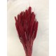 SETARIA  24" Red 